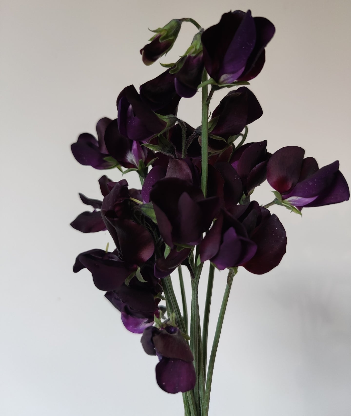 Sweet Pea 'Almost Black'