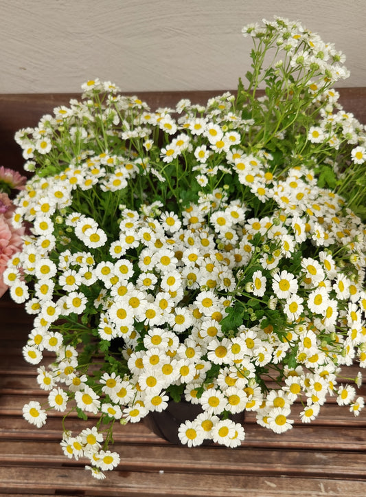 Feverfew 'Tall White Single' 3 X BAREROOT SEEDLINGS