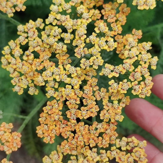 Achillea 'Terracotta'