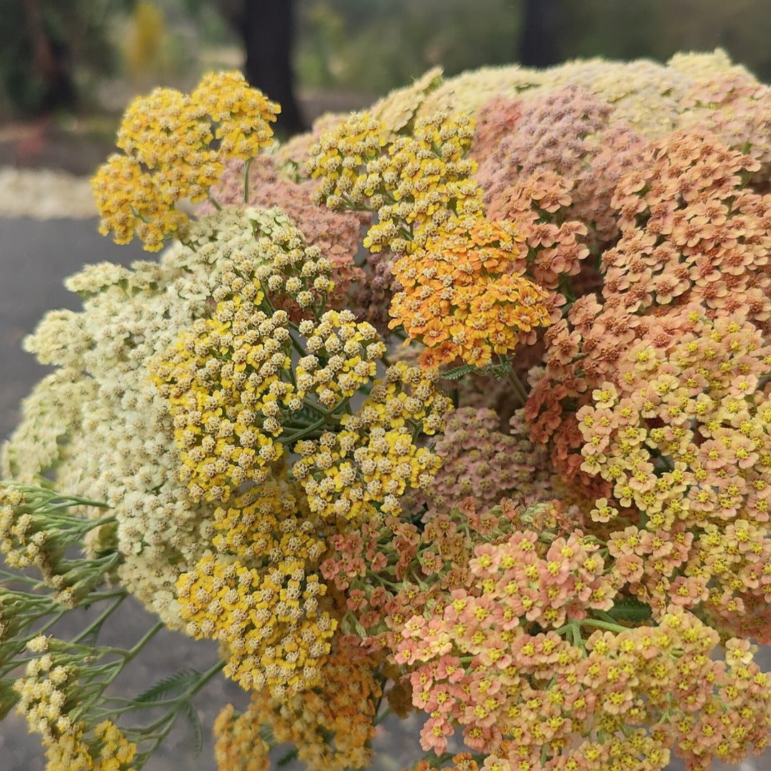 Achillea 'Terracotta'