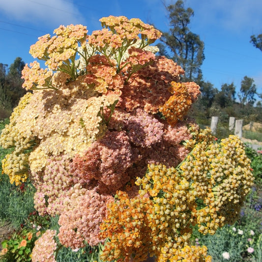 Achillea Pastel Shades
