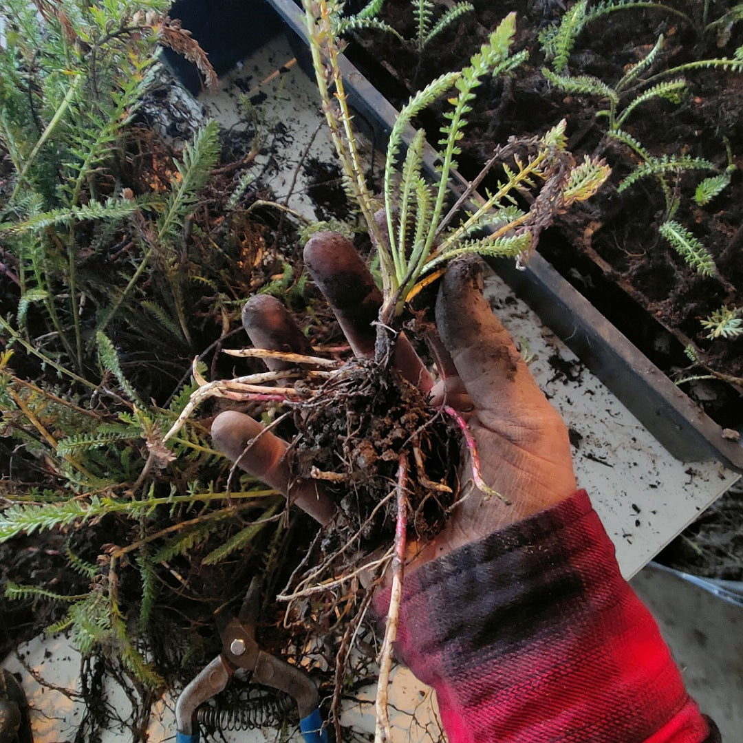 Achillea 'Terracotta'