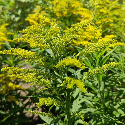 Solidago 'Evita' Small plant X 1