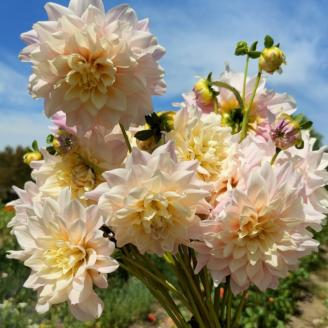 Cerise Rosebud