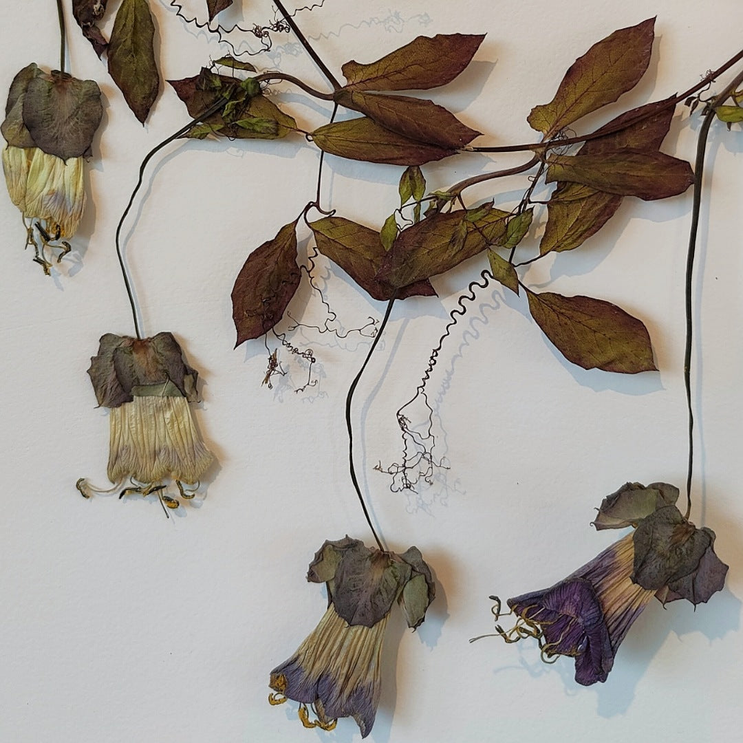 Herbaria: Press Plants Like A Botanist