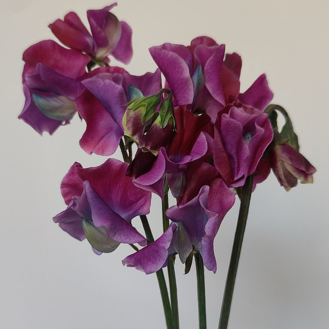 Sweet Pea 'Blue Shift'