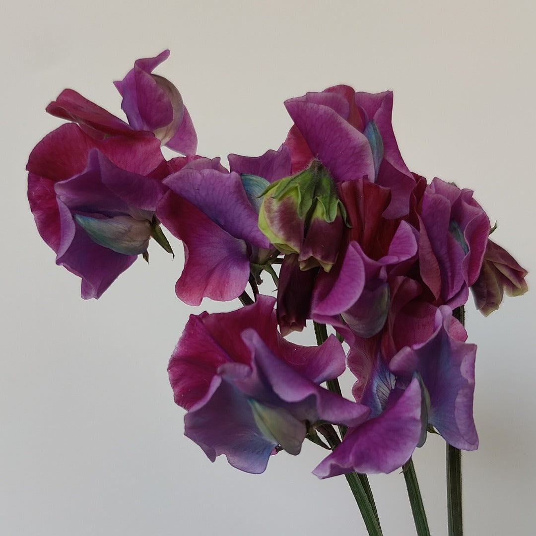 Sweet Pea 'Blue Shift'