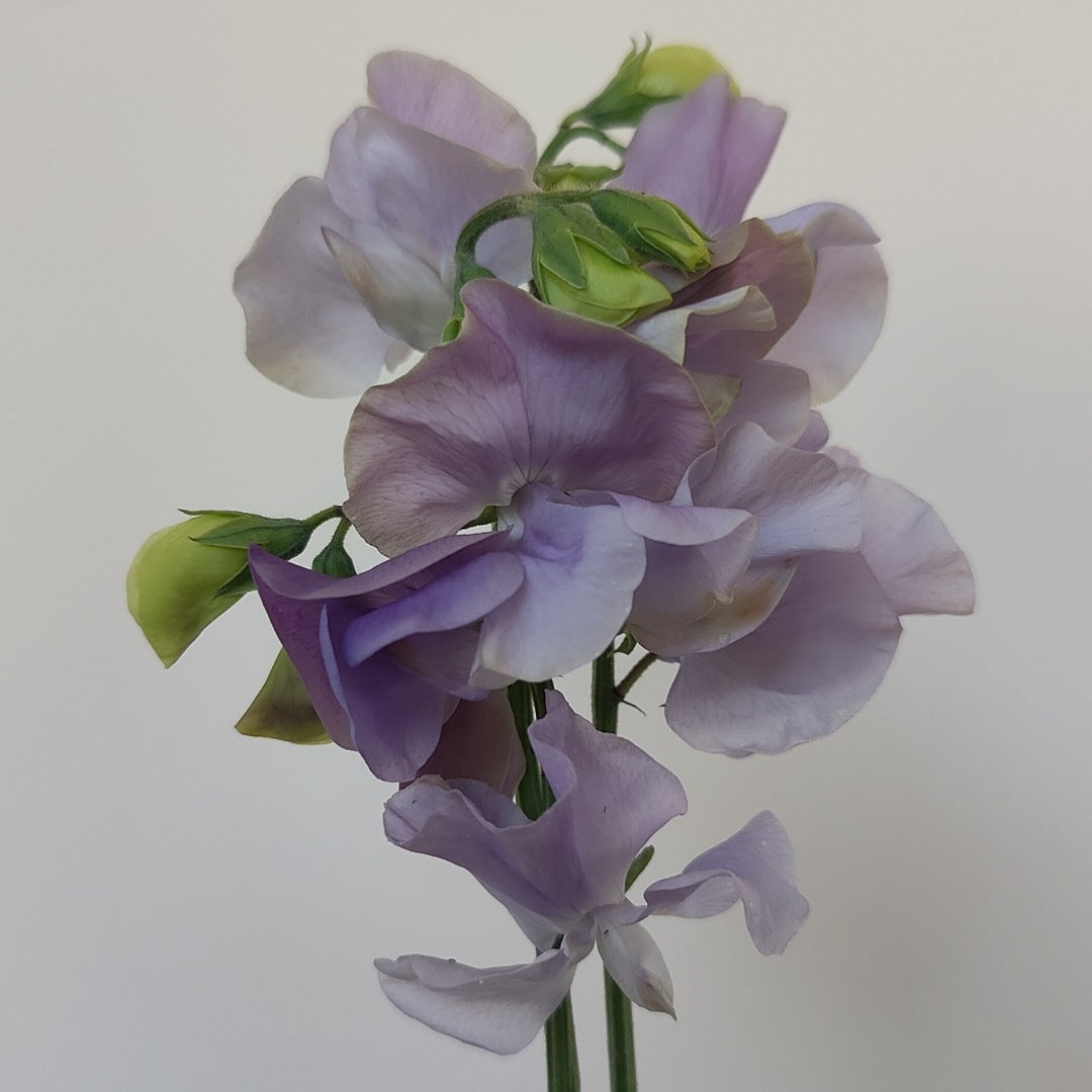 Sweet Pea 'Chelsea Centenary'