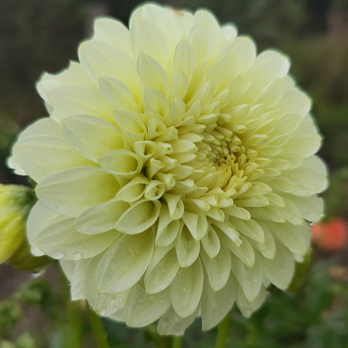 Florelie Winter Sunshine