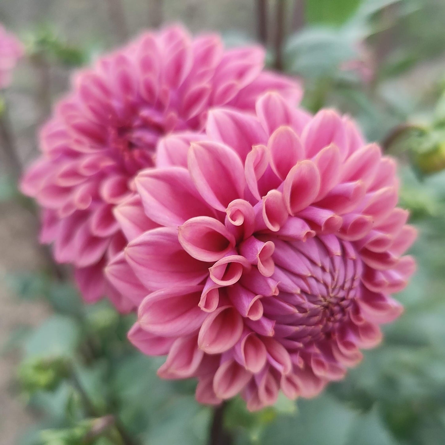 Dahlia 'Farm Mix' BULK PACK