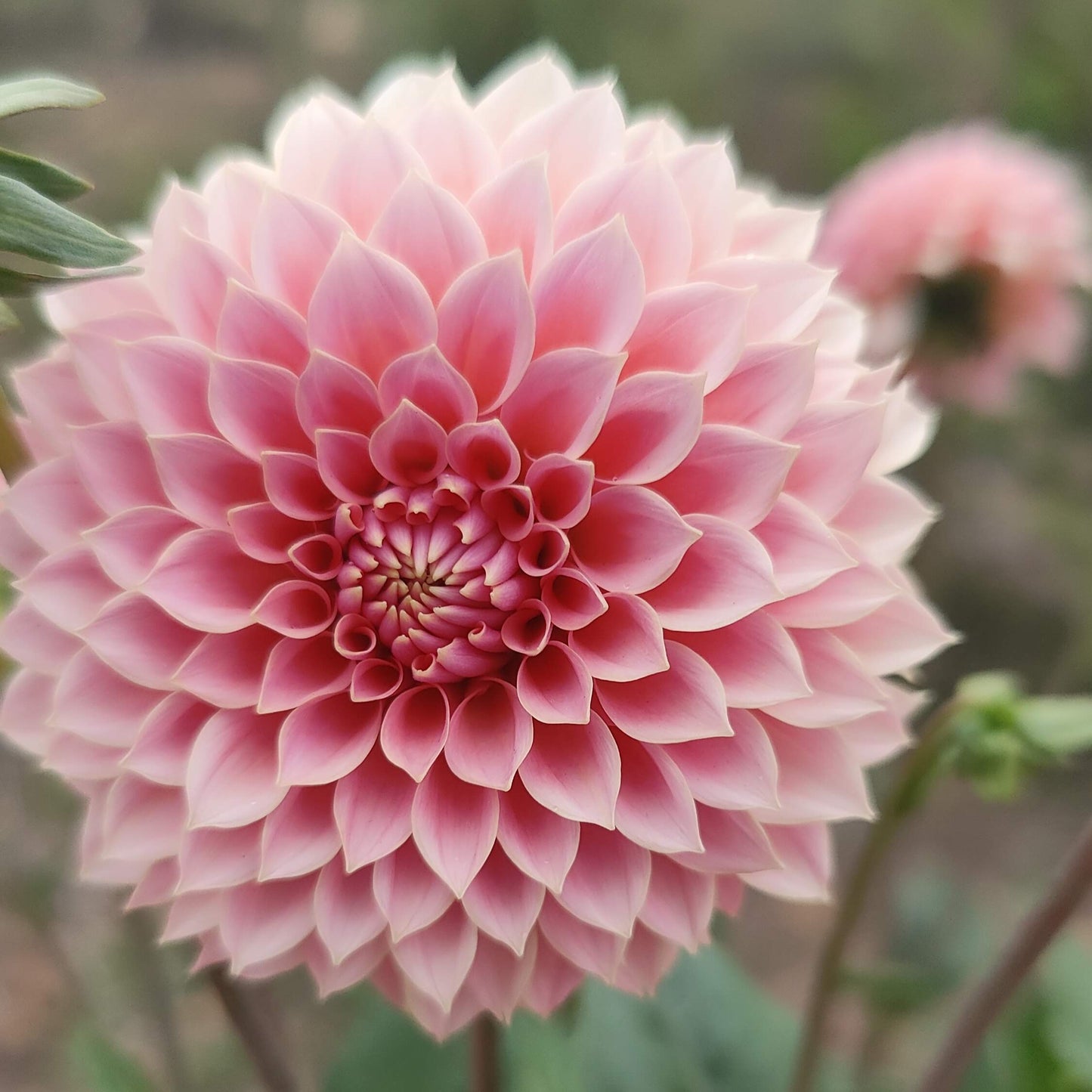 Dahlia 'Farm Mix' BULK PACK