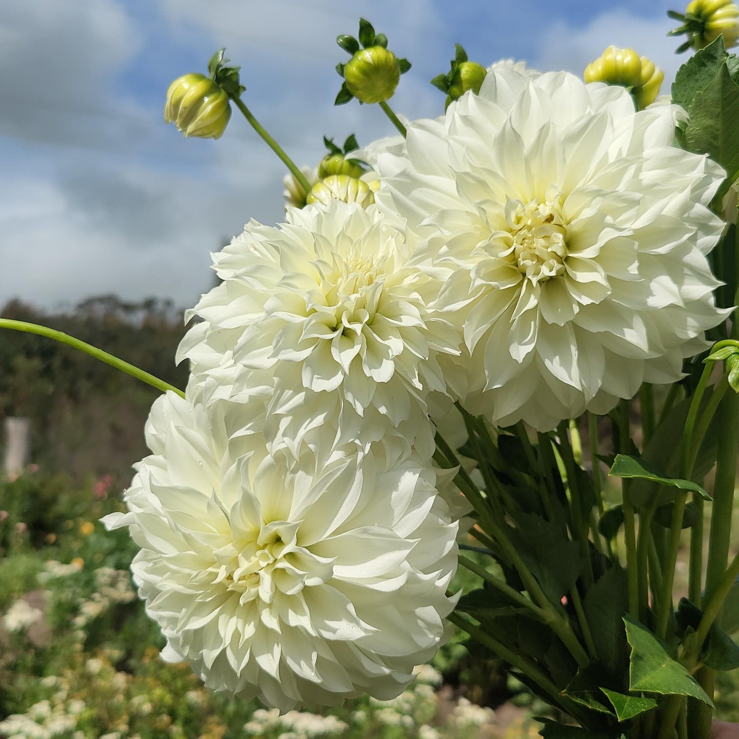 Florelie Whipped Cream