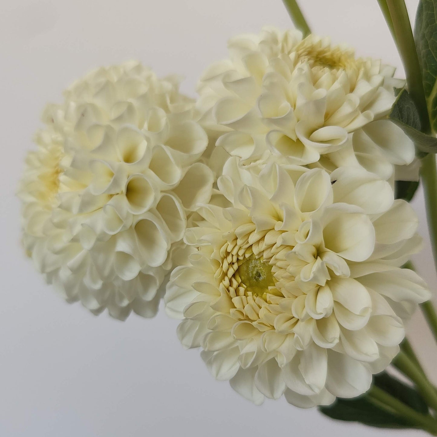 Dahlia 'Farm Mix' BULK PACK