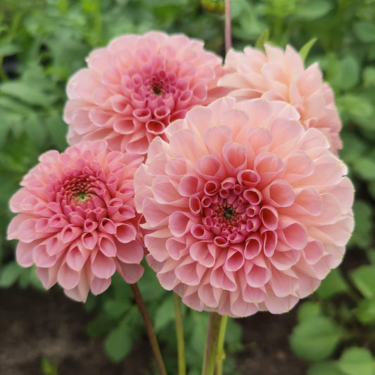Dahlia 'Farm Mix'