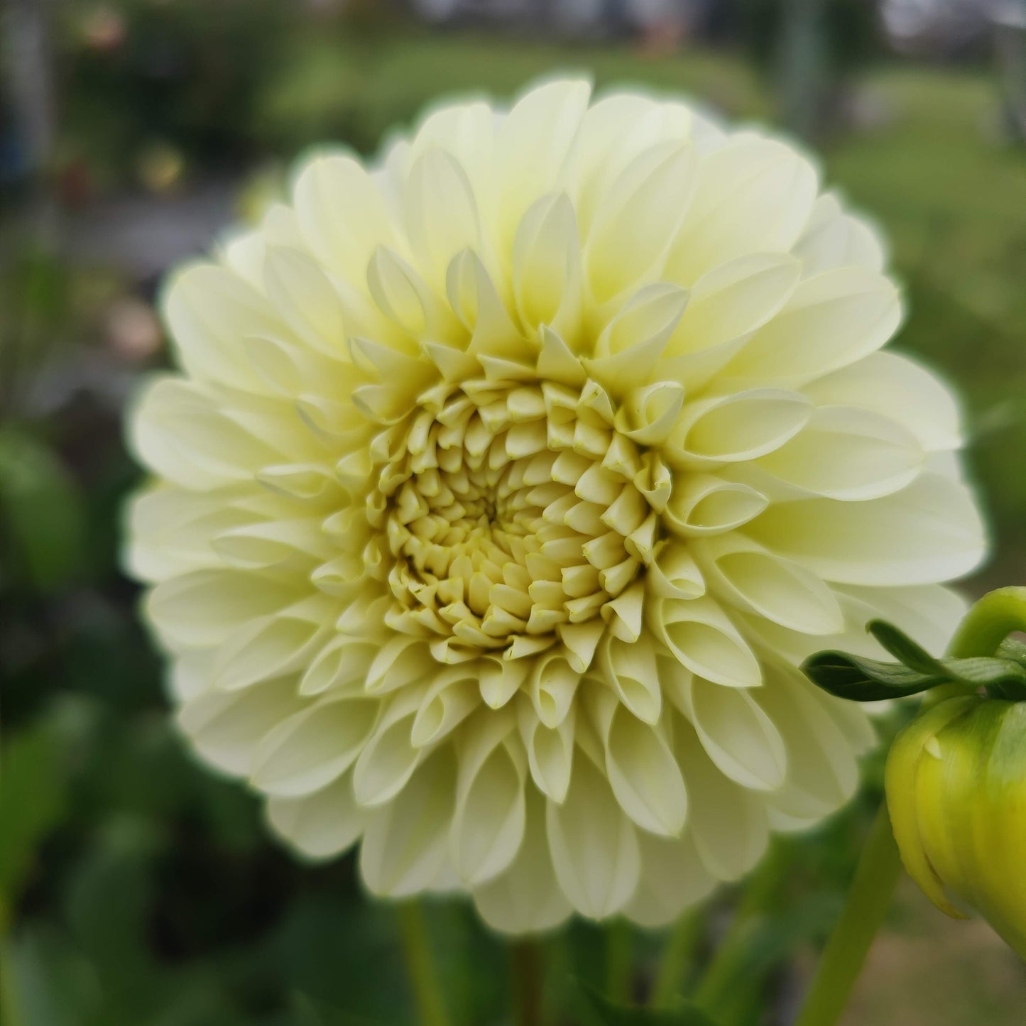 Florelie Winter Sunshine