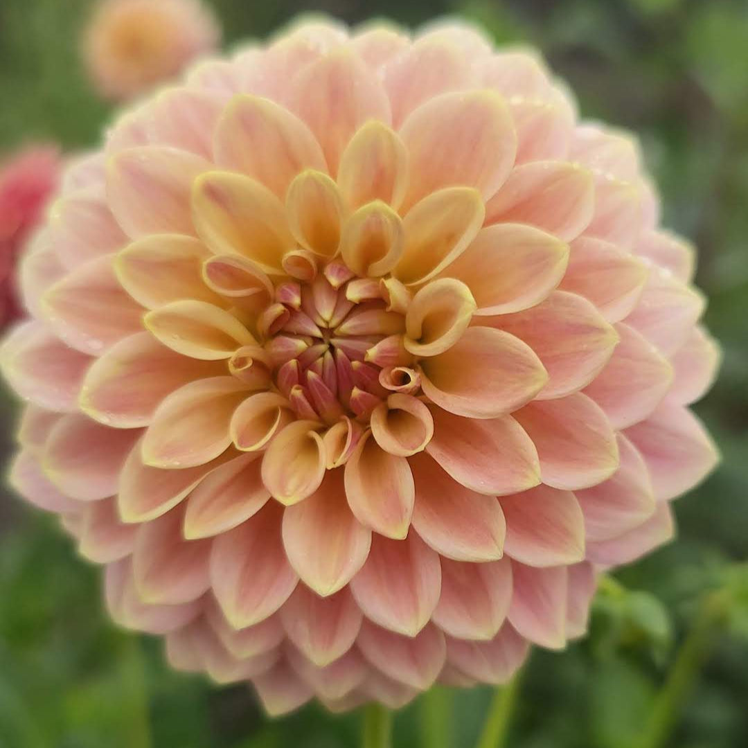 Florelie Fruit Tingle