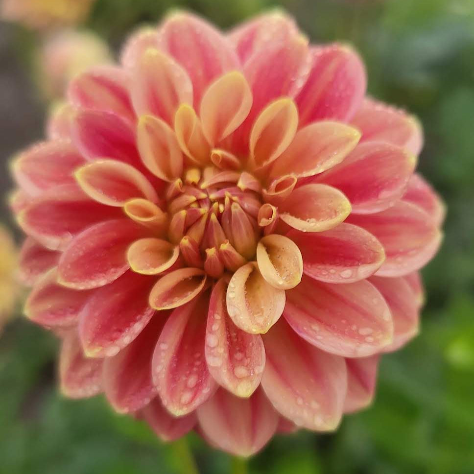 Florelie Fruit Tingle