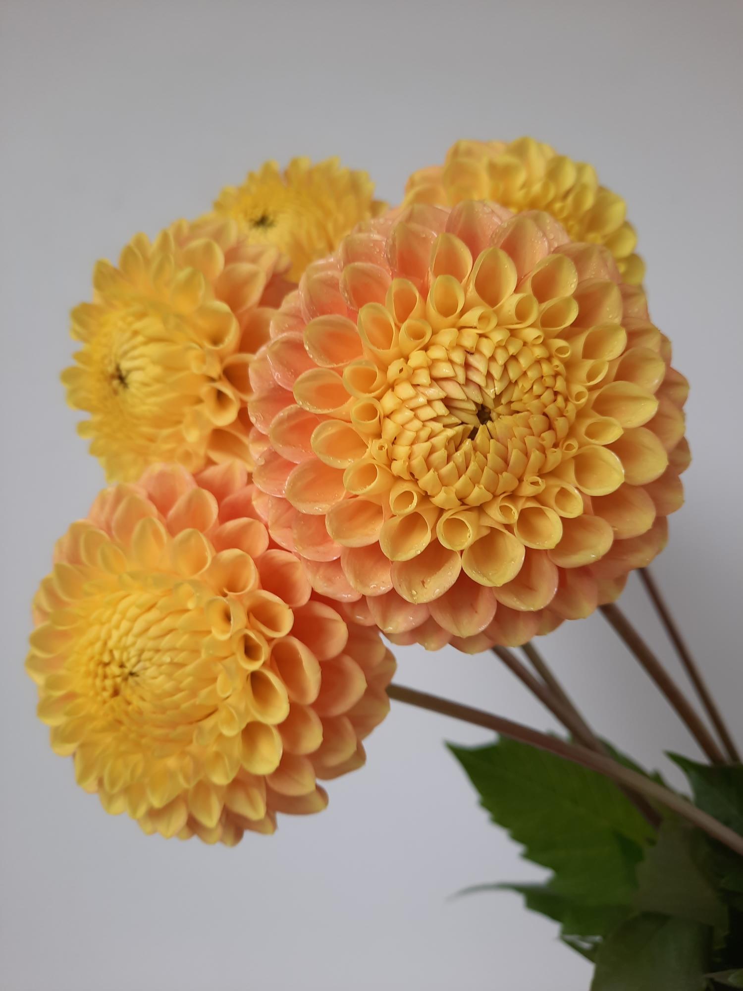 Bouquet of yellow and peach-colored flowers with green leaves on a light gray background