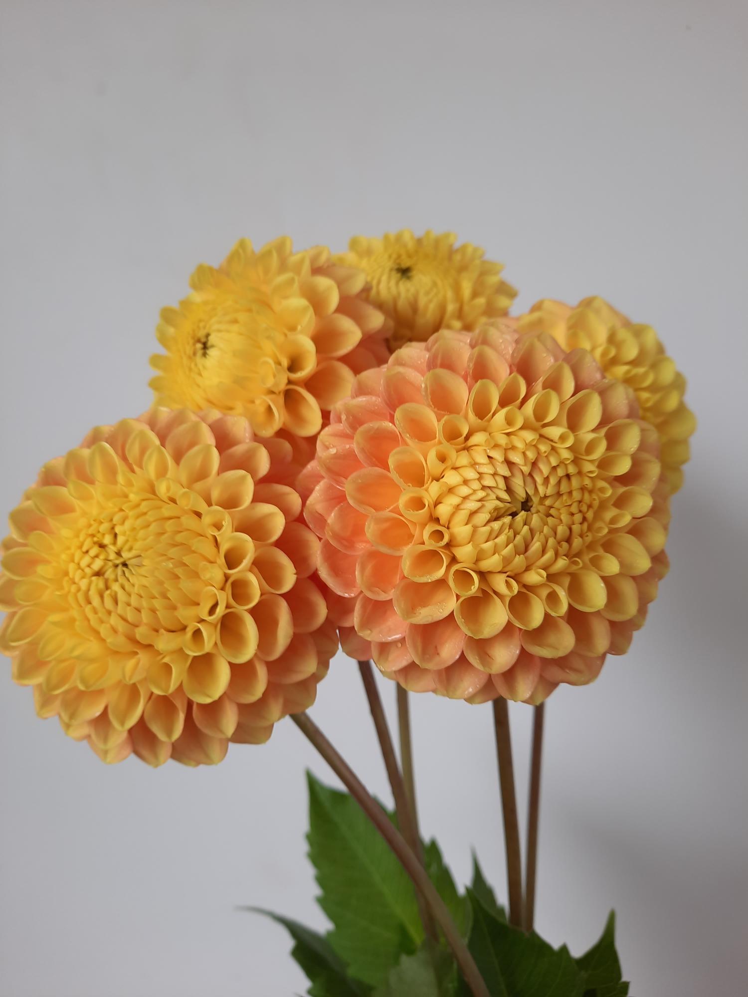 Three yellow and peach-colored flowers with green leaves on a light gray background
