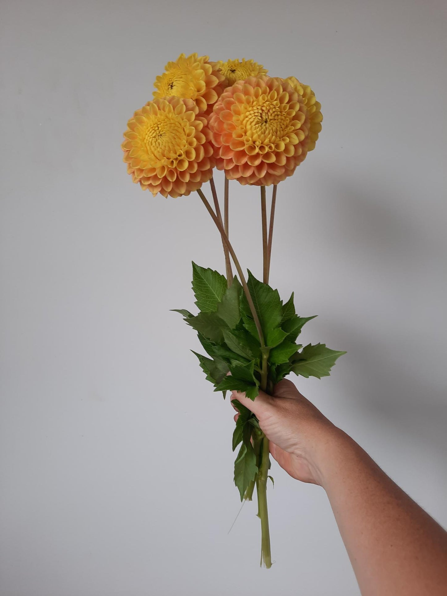 Bouquet of yellow and orange flowers held against a plain background