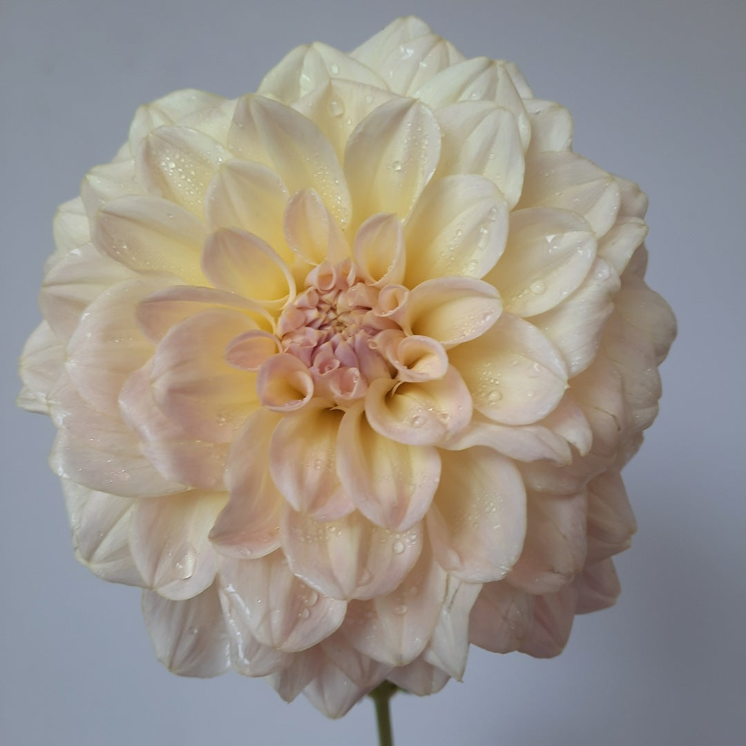 Close-up of a light pink flower with a soft gray background