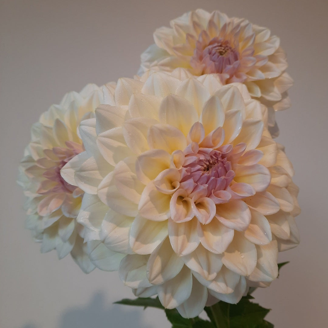 Three light pink dahlias with a soft focus background