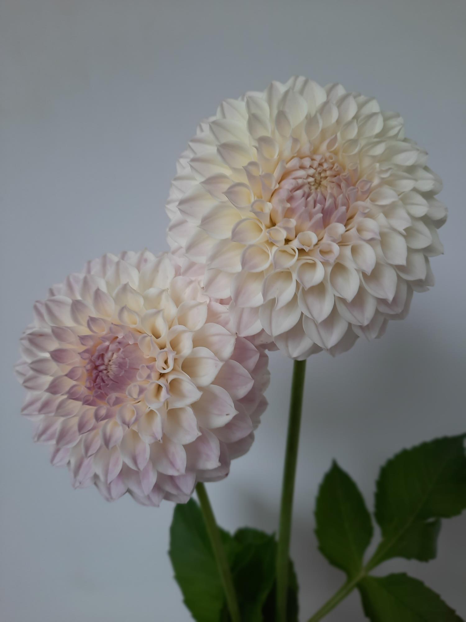 Two light pink dahlias with green stems on a white background
