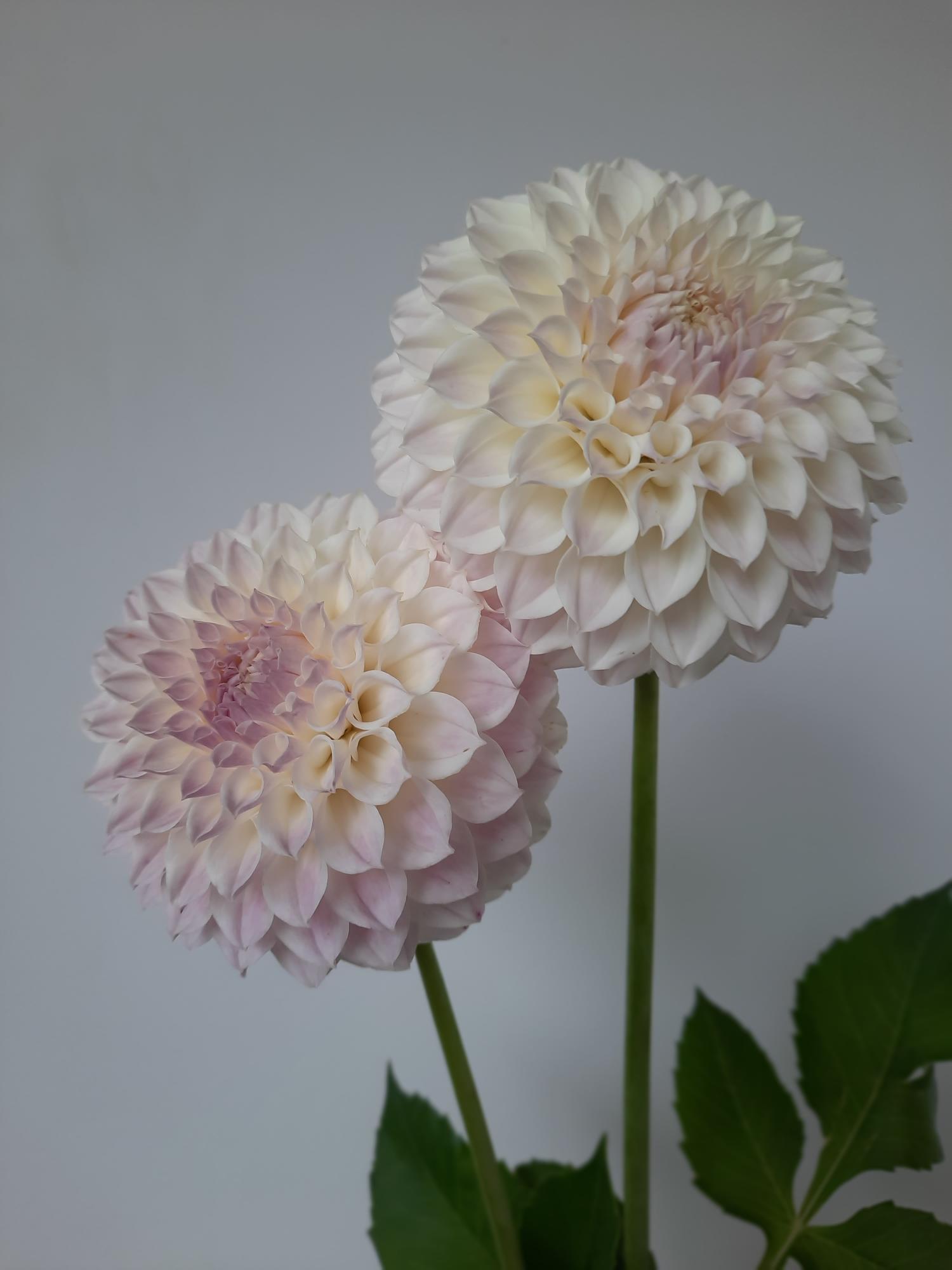 Two large, light pink dahlias with green stems on a plain background