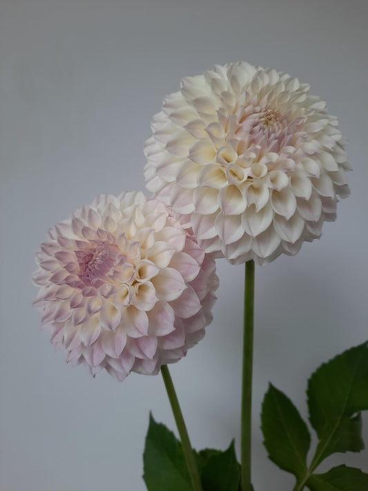 Two large, light pink dahlias with green stems on a plain background