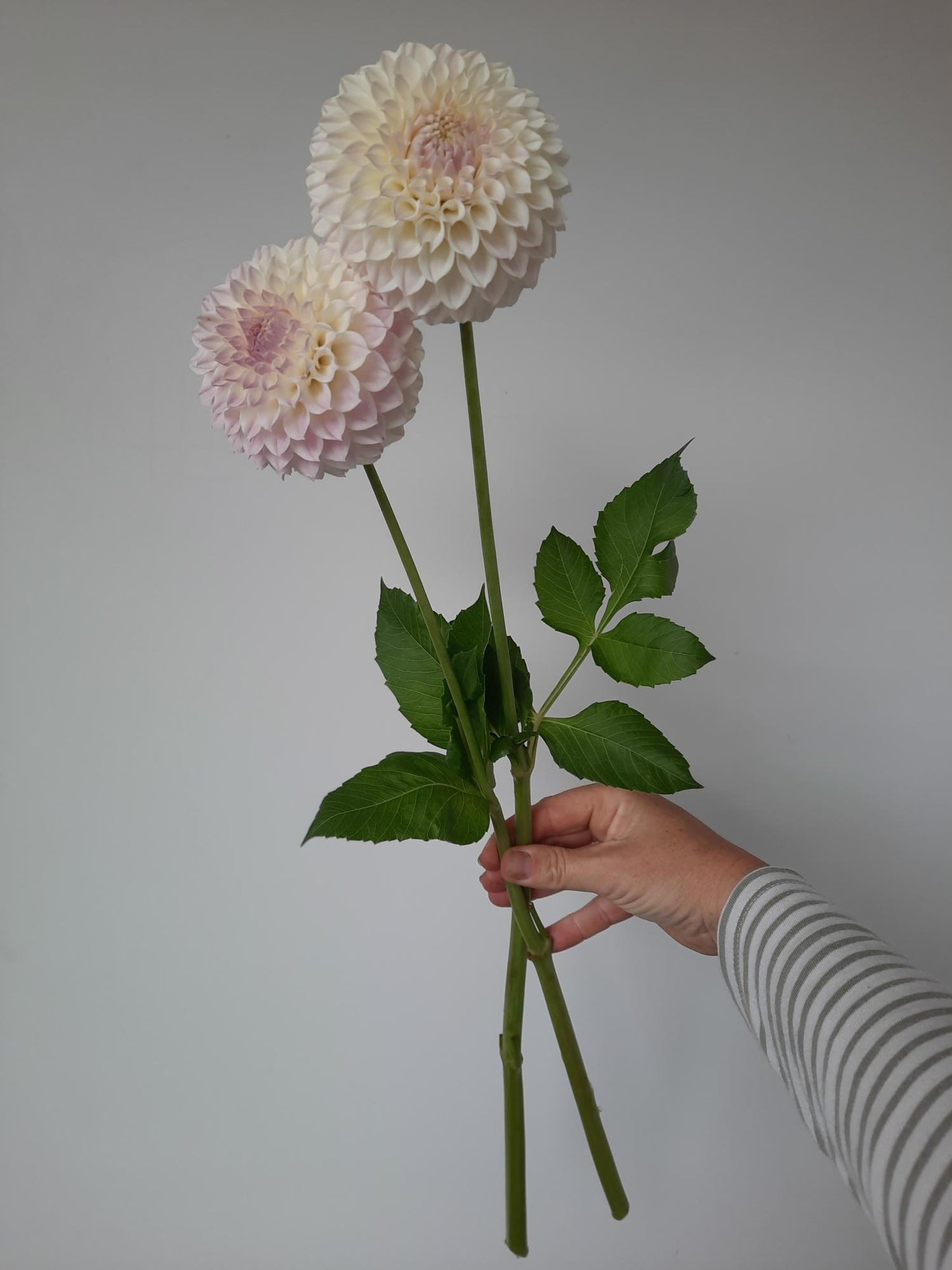 Hand holding a bouquet of two large white flowers against a plain background