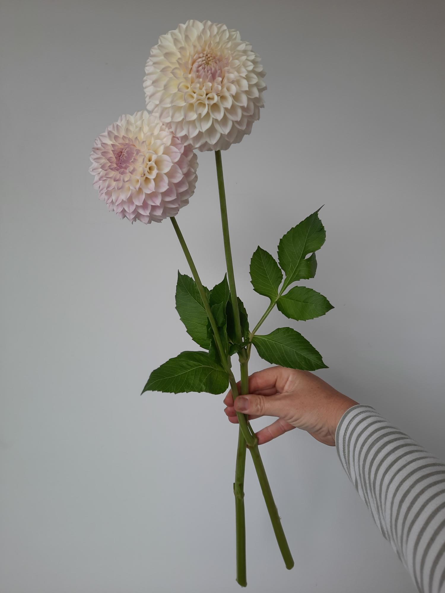 Hand holding a bouquet of two large white flowers against a plain background