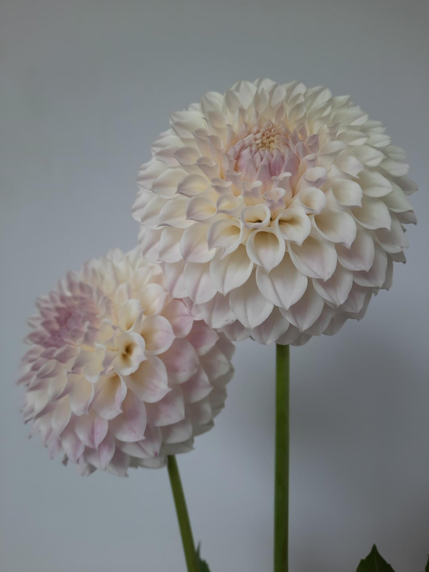 Two large white flowers with pink centers on a plain background