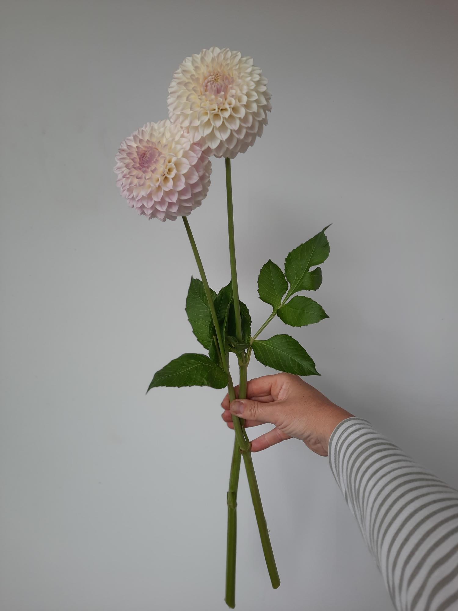 Hand holding a bouquet of two large, light pink flowers against a plain background