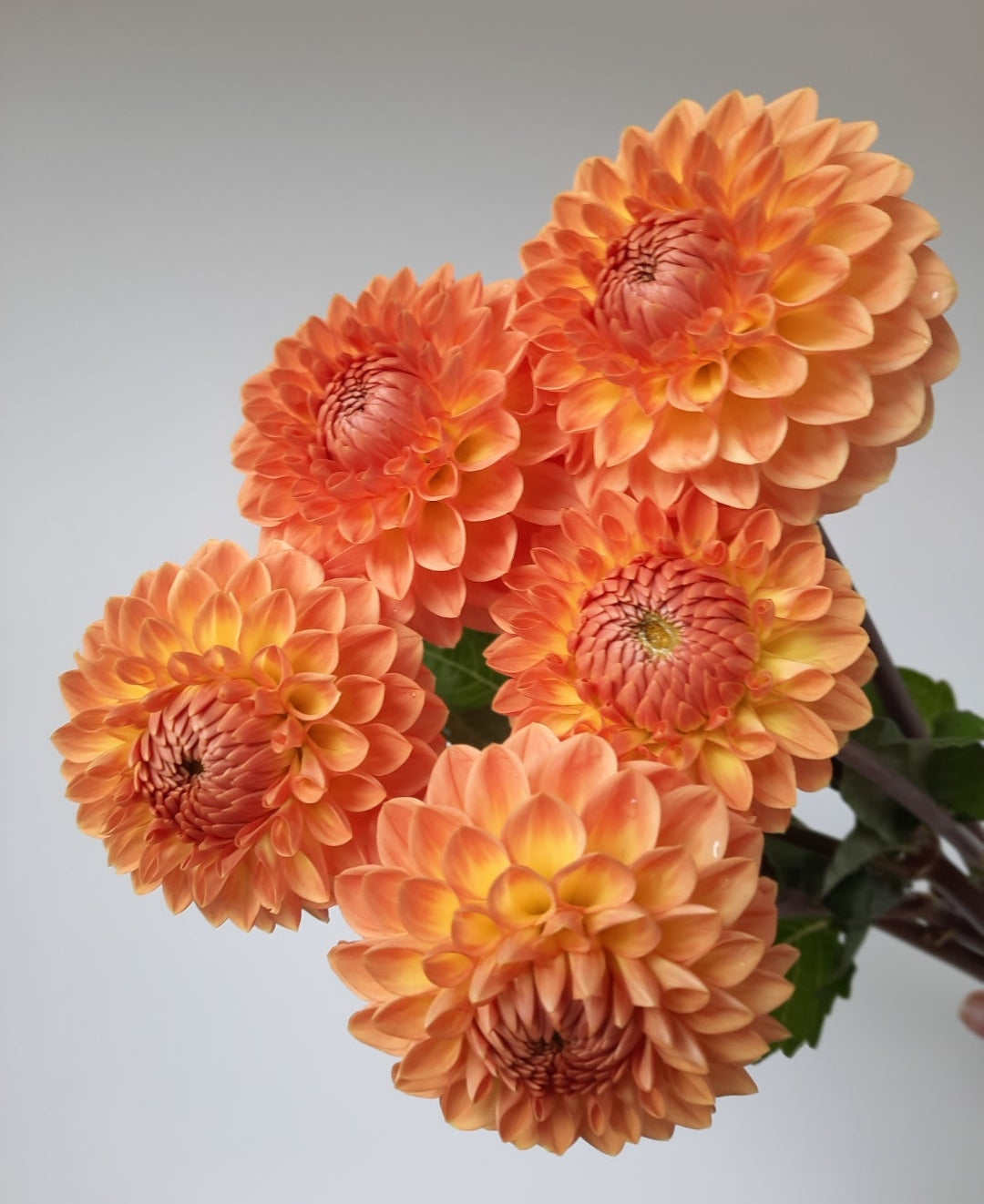 Close-up of orange flowers with a photo editing interface at the bottom.