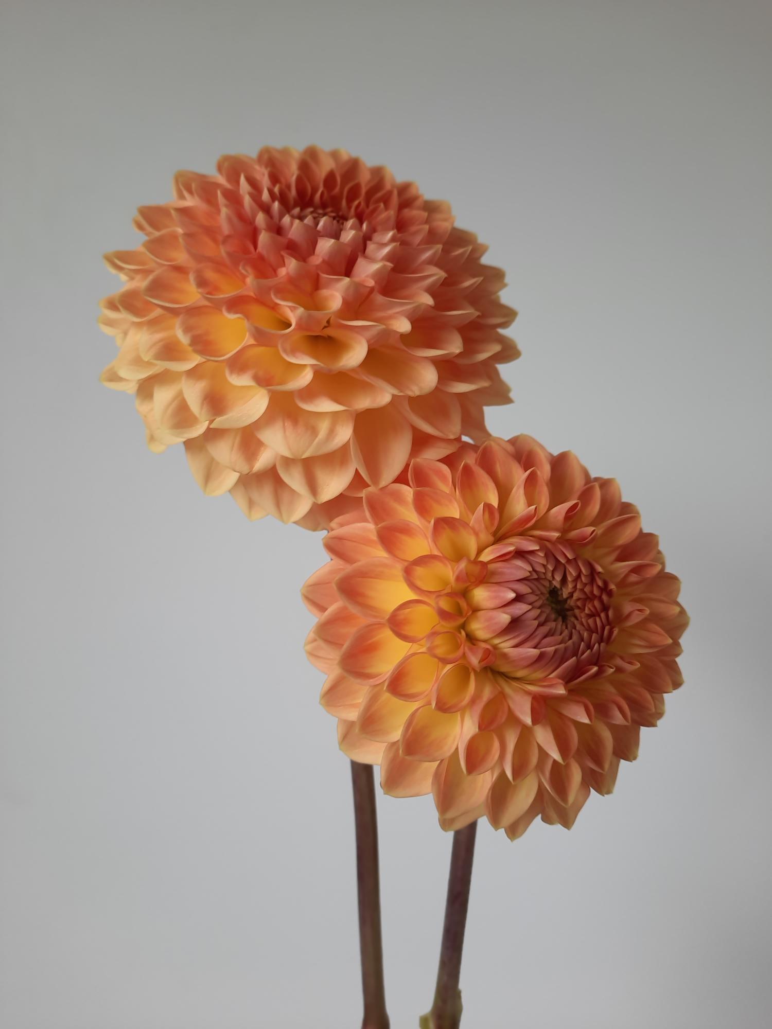 Two orange dahlias on a plain background