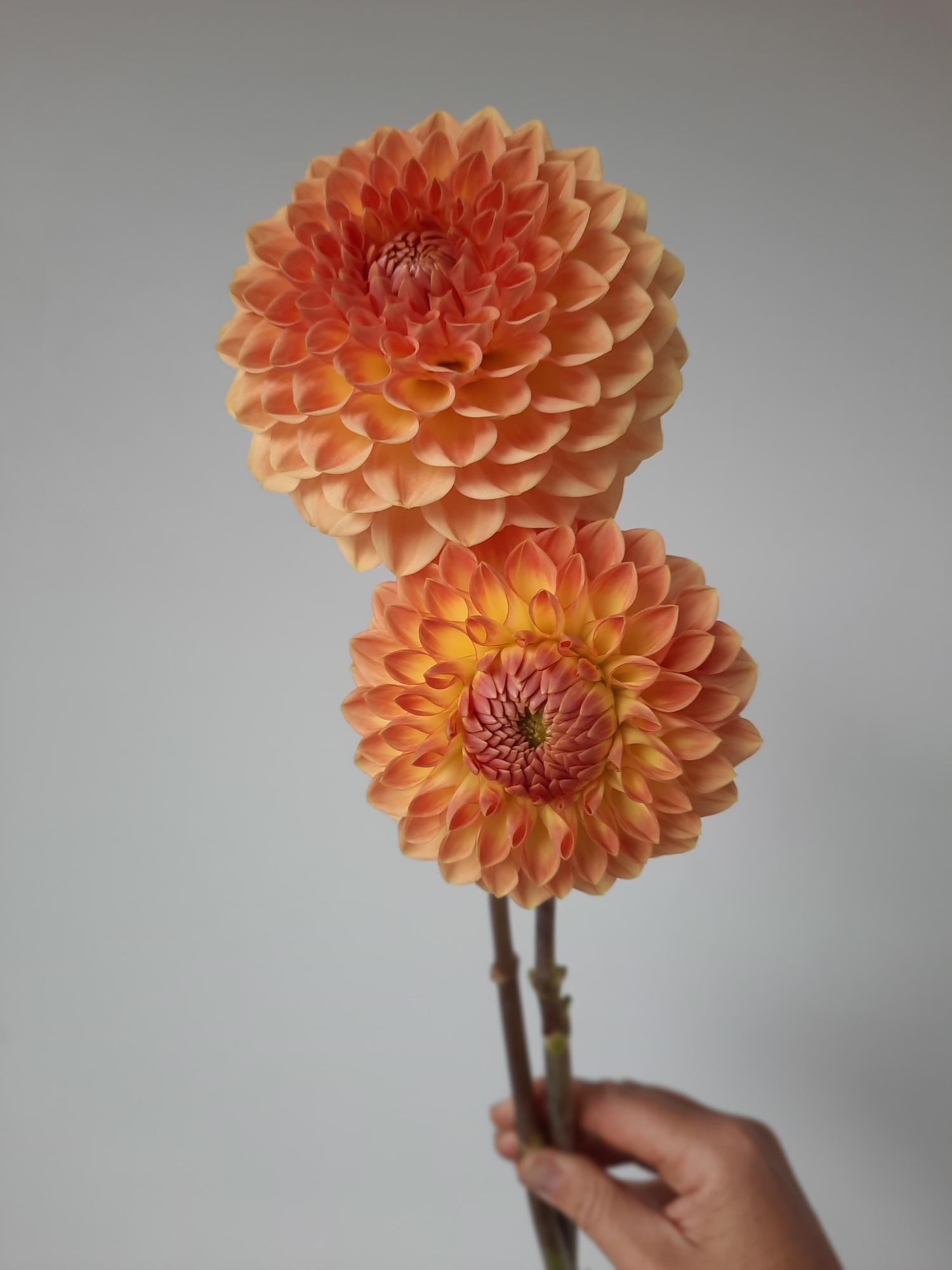 Two large orange flowers held against a plain background