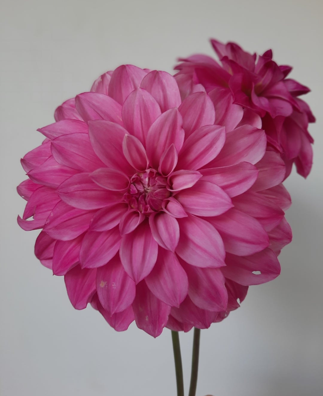 Two pink flowers against a plain background