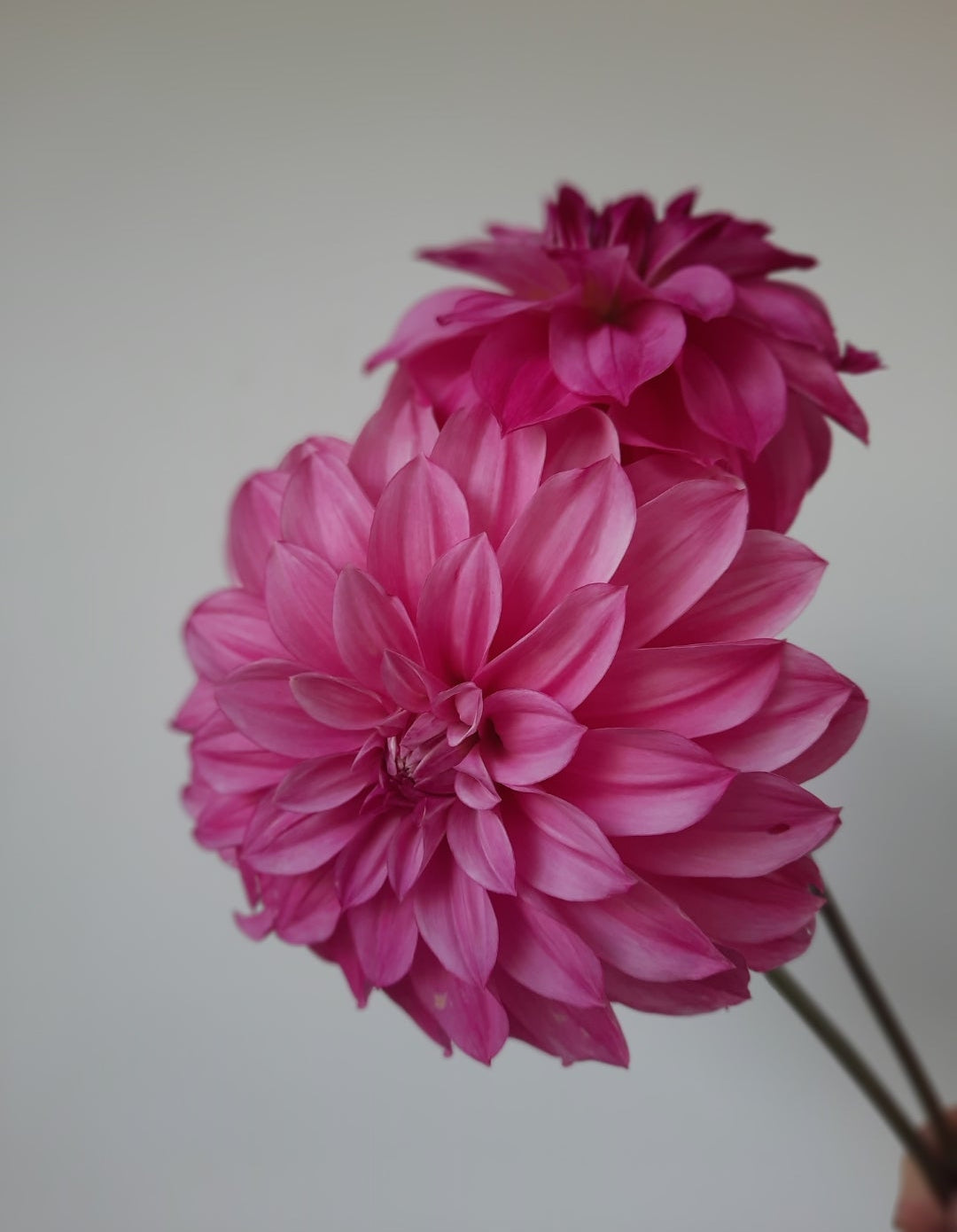 Two pink flowers against a plain background