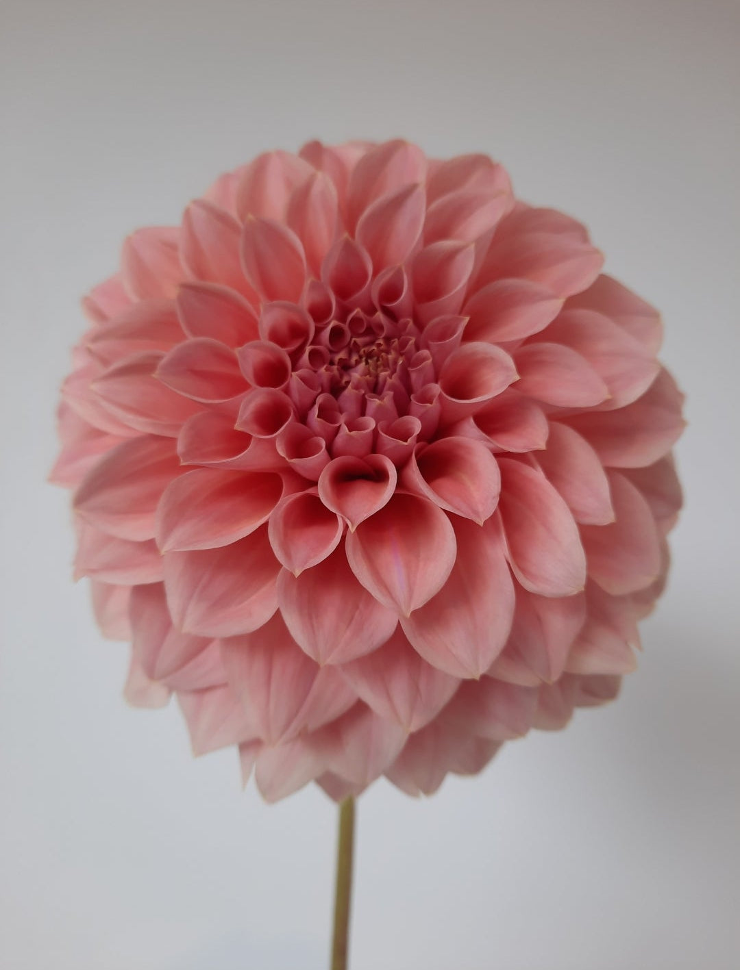 Pink flower against a white background