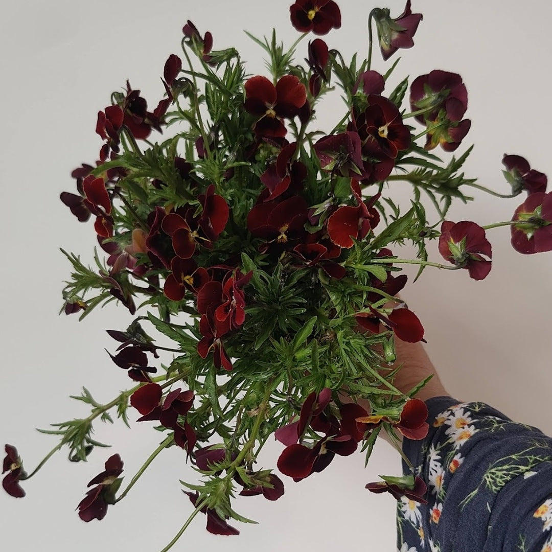 Viola 'Arkwright Ruby'