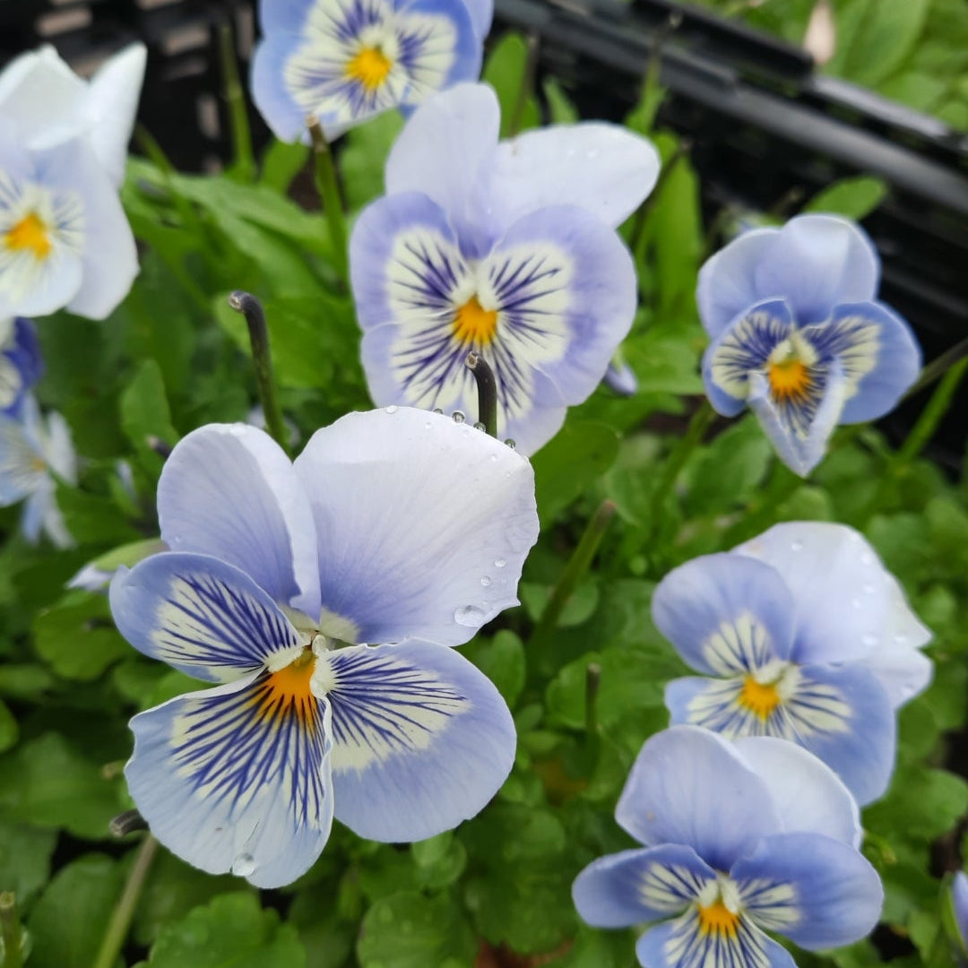Pansy 'Cats Marina'