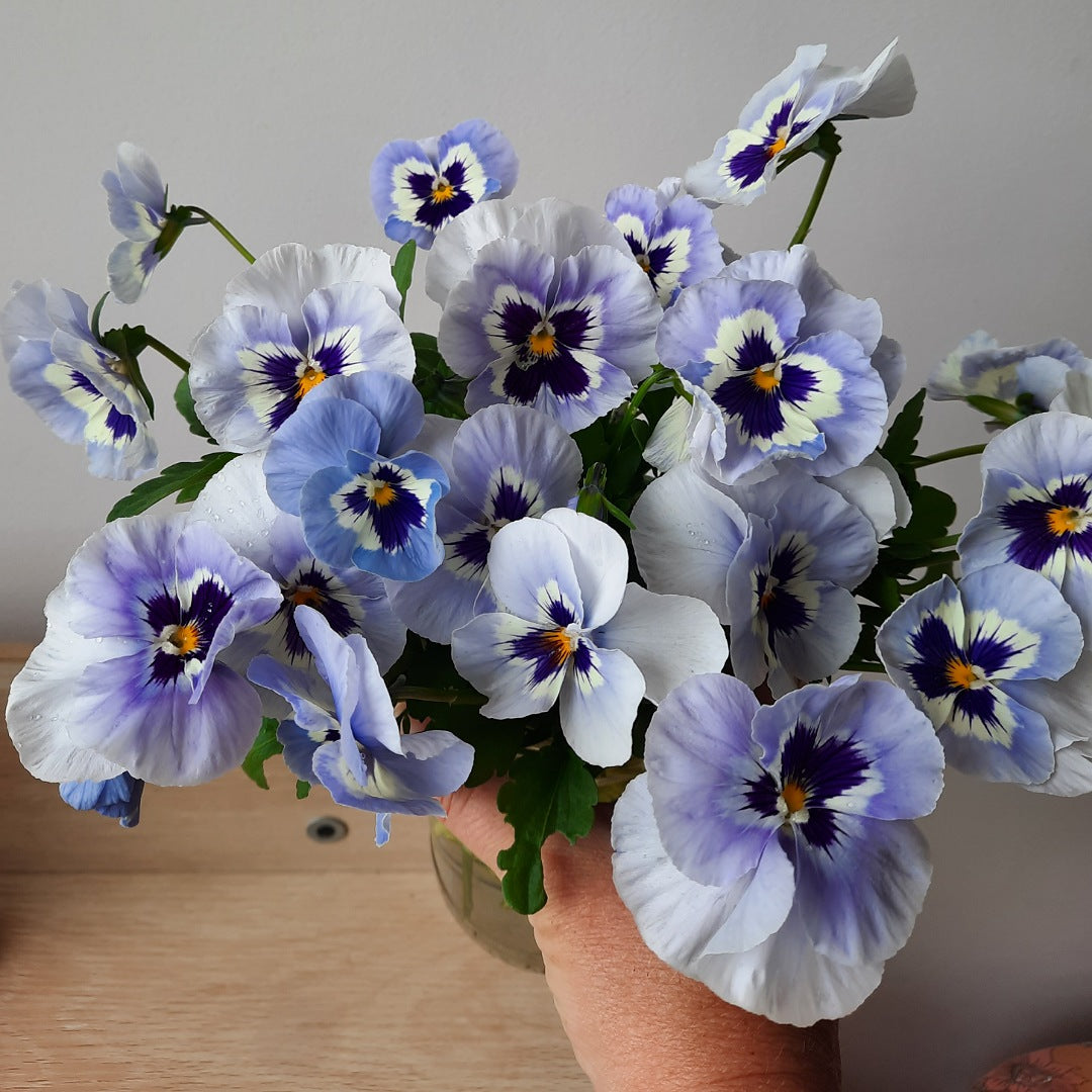 Pansy 'Dynamic Marina'