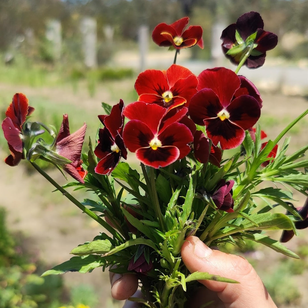 Viola 'Arkwright Ruby'