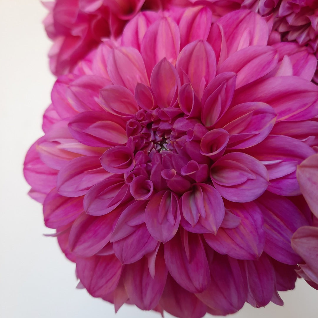 Lileah Pink Petticoats