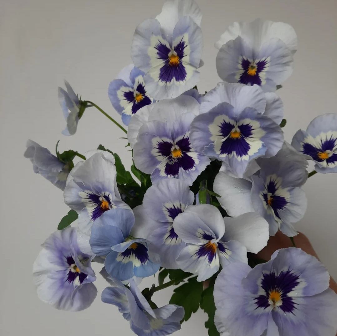 Pansy 'Dynamic Marina'