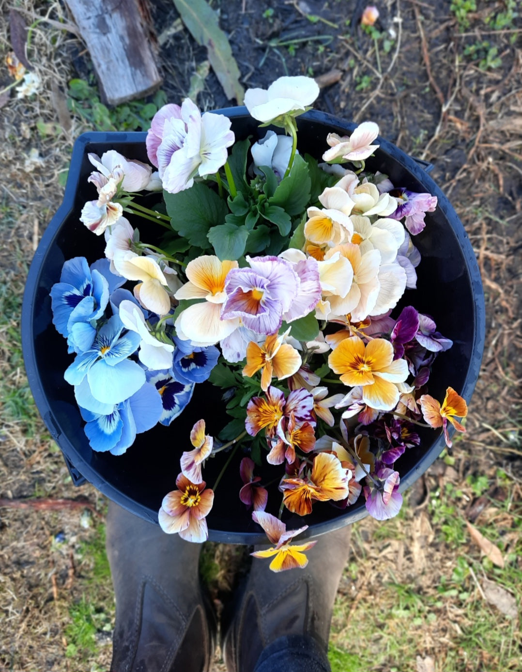 Pansy 'Cats Marina'