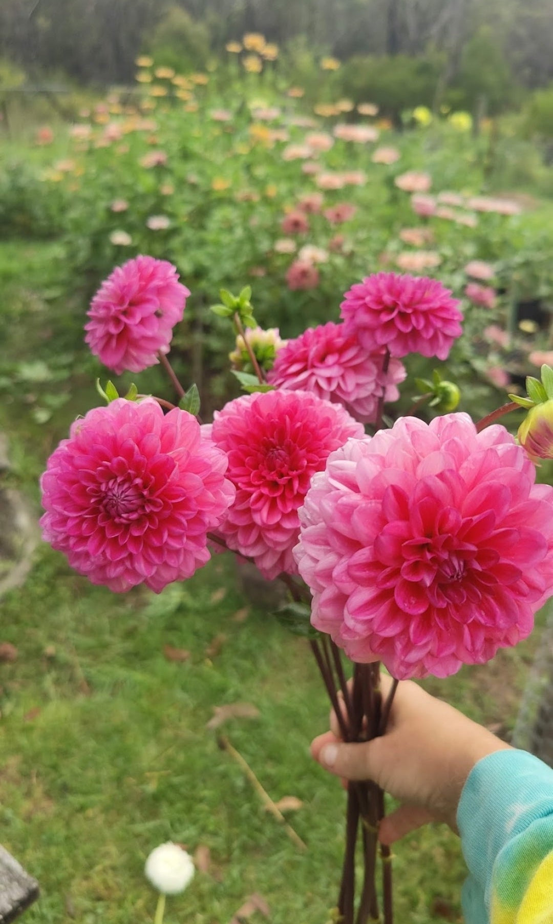 Cliffs Pink