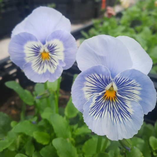 Pansy 'Cats Marina'