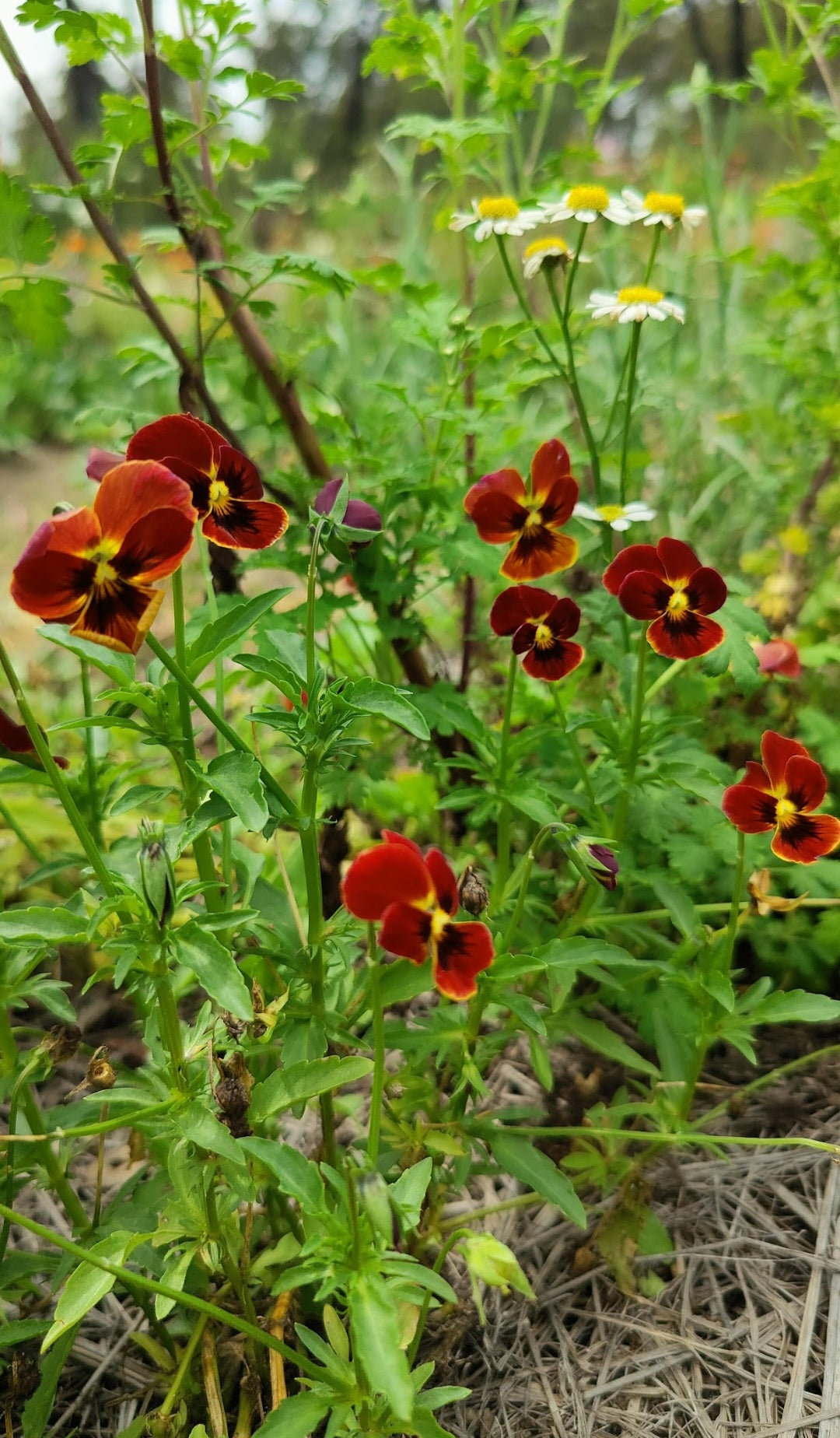 Viola 'Arkwright Ruby'