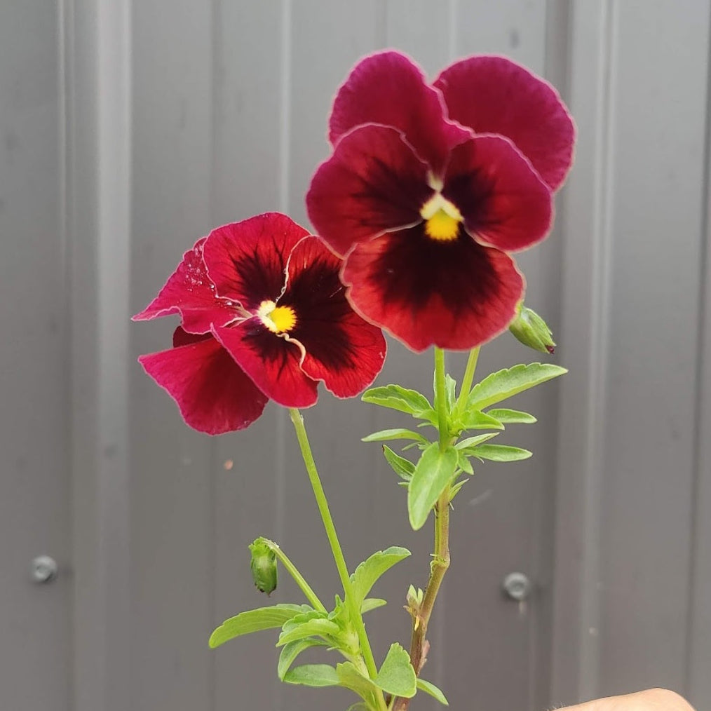 Viola 'Arkwright Ruby'